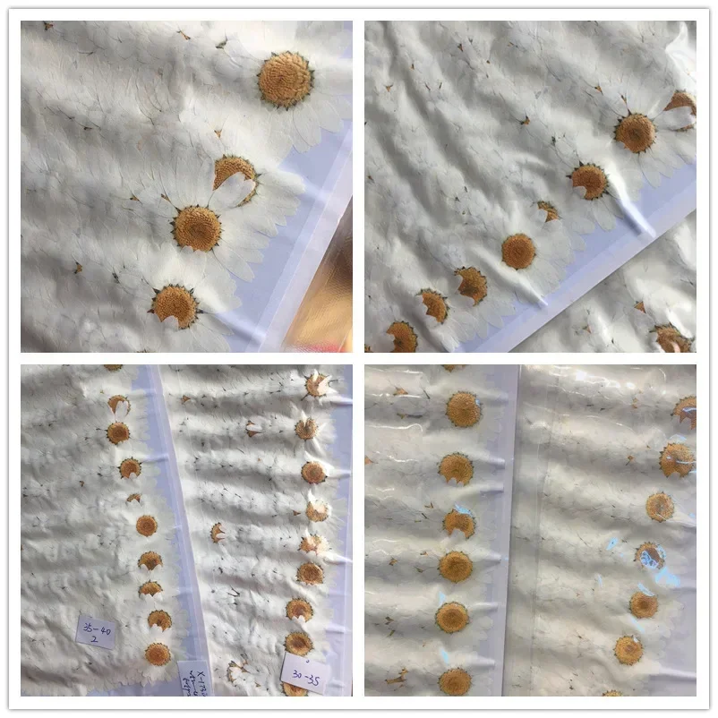 60X Pressed Dried Natural Whit – обзор и цена Body Jewelry Display Case