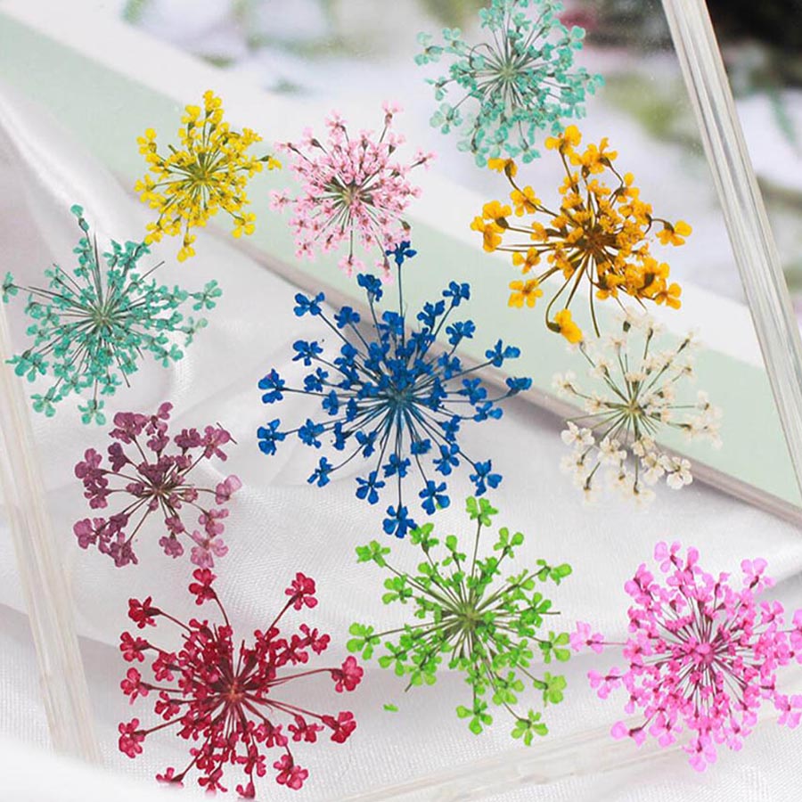 60pcs Pressed Dried 15-20mm Am – обзор и цена Body Jewelry Display Case