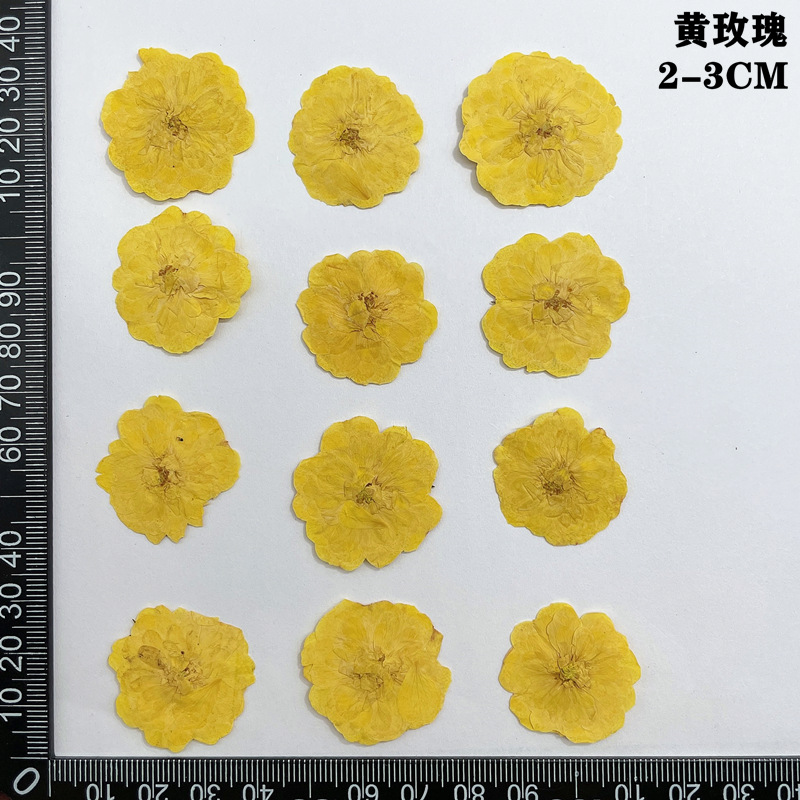 60pcs Pressed Dried Red Yellow – обзор и цена Body Jewelry Display Case
