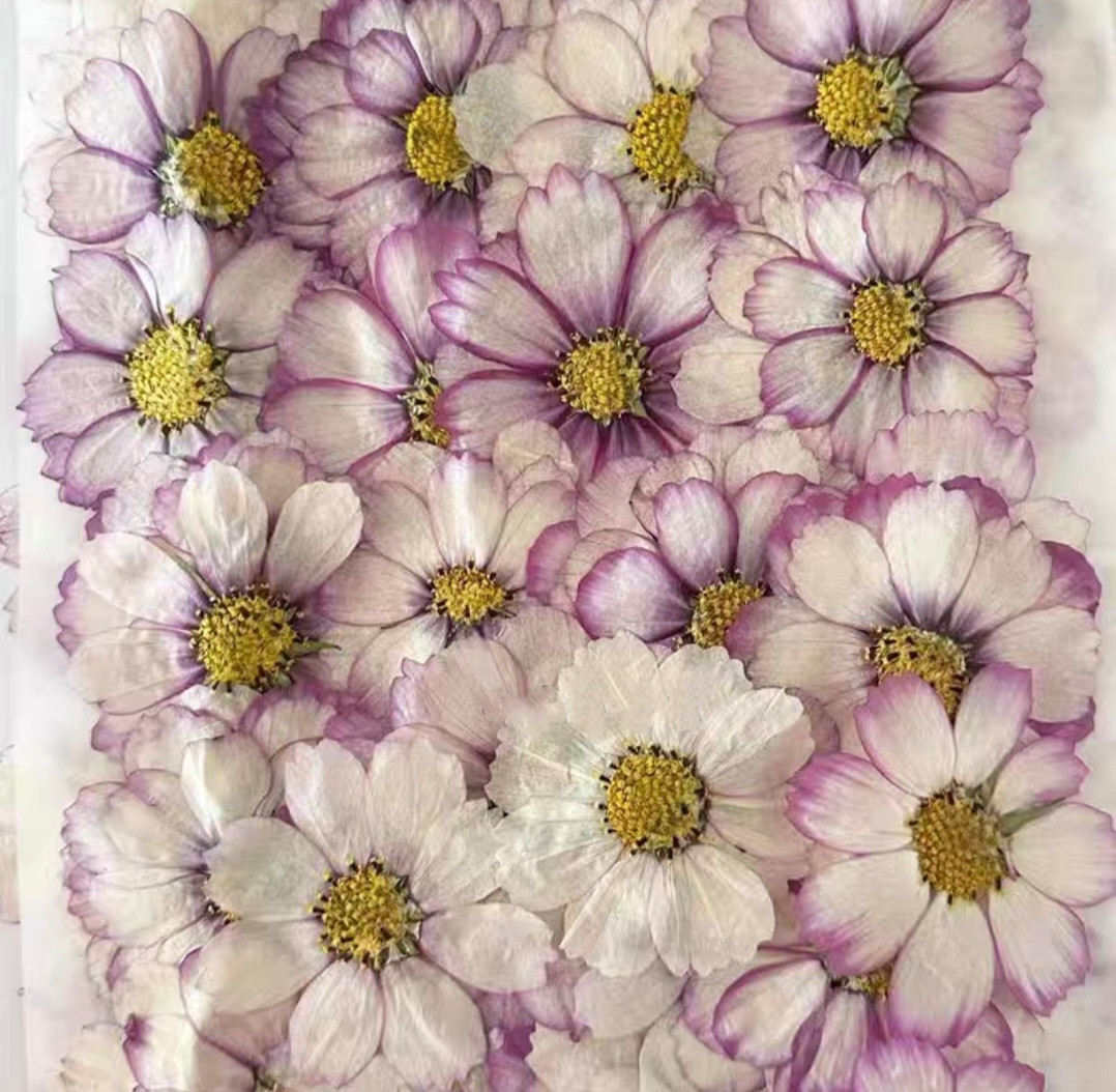 60pcs Pressed Dried Cosmos Flo – обзор и цена Body Jewelry Display Case