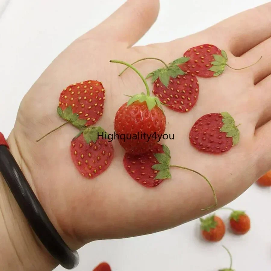 10pcs Dried Pressed Mini Fruit – обзор и цена Body Jewelry Display Case
